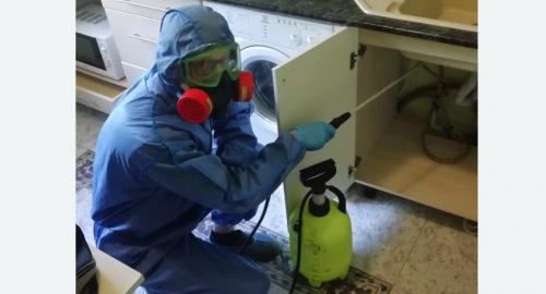 Уничтожение муравьев в квартире. Ковдор