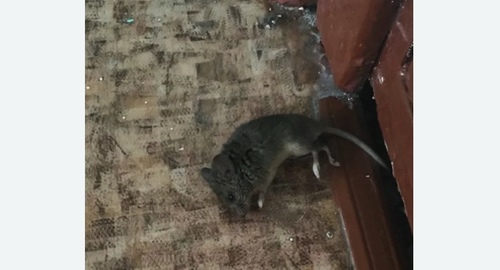 Дезинфекция от мышей в Ковдоре