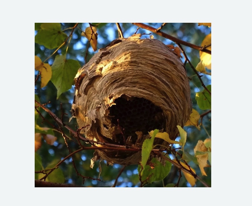 Обработка от шершней в Ковдоре