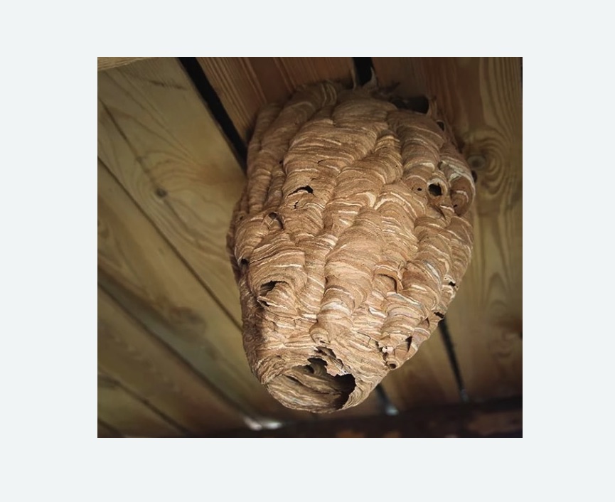 обработка от шершней в Ковдоре