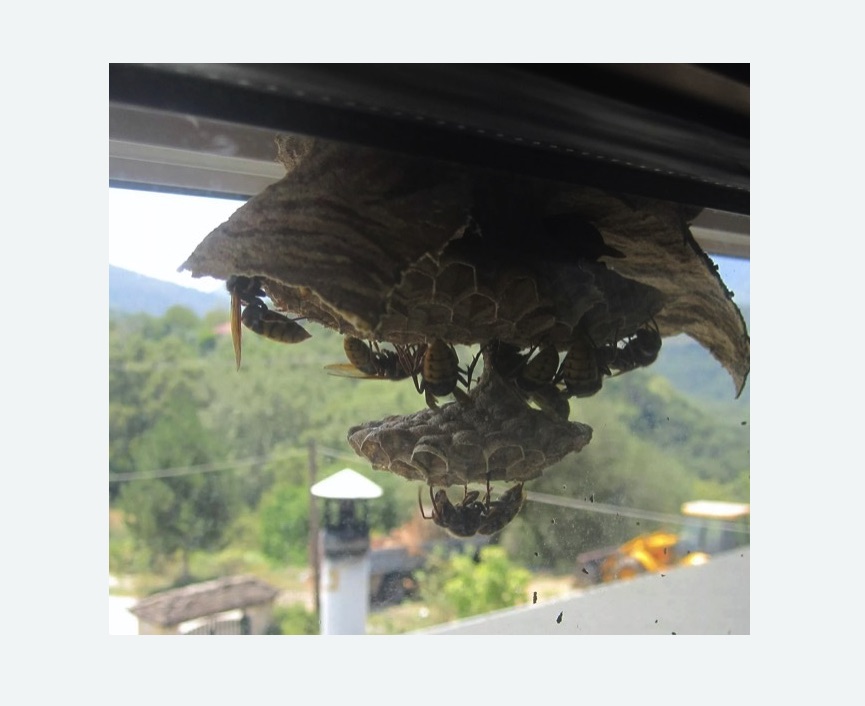 Уничтожение гнёзд шершней в Ковдоре