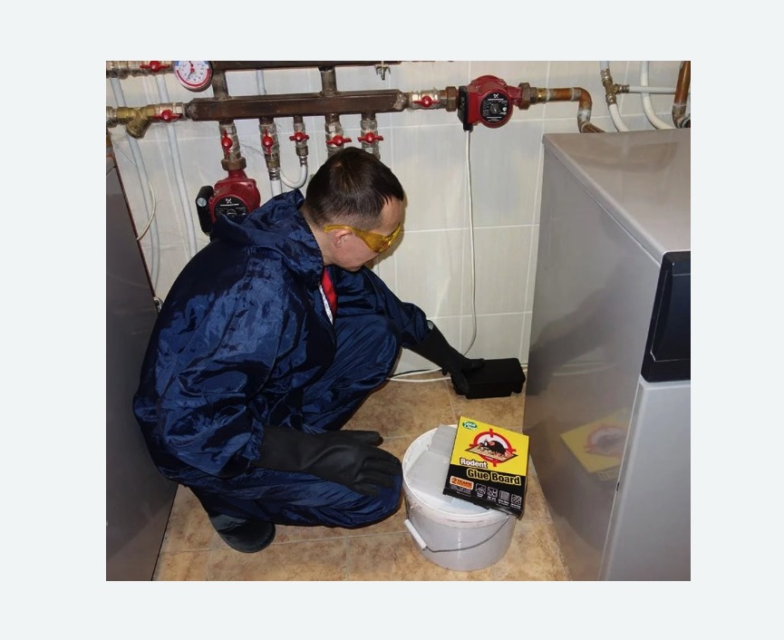 Уничтожение крыс в Ковдоре