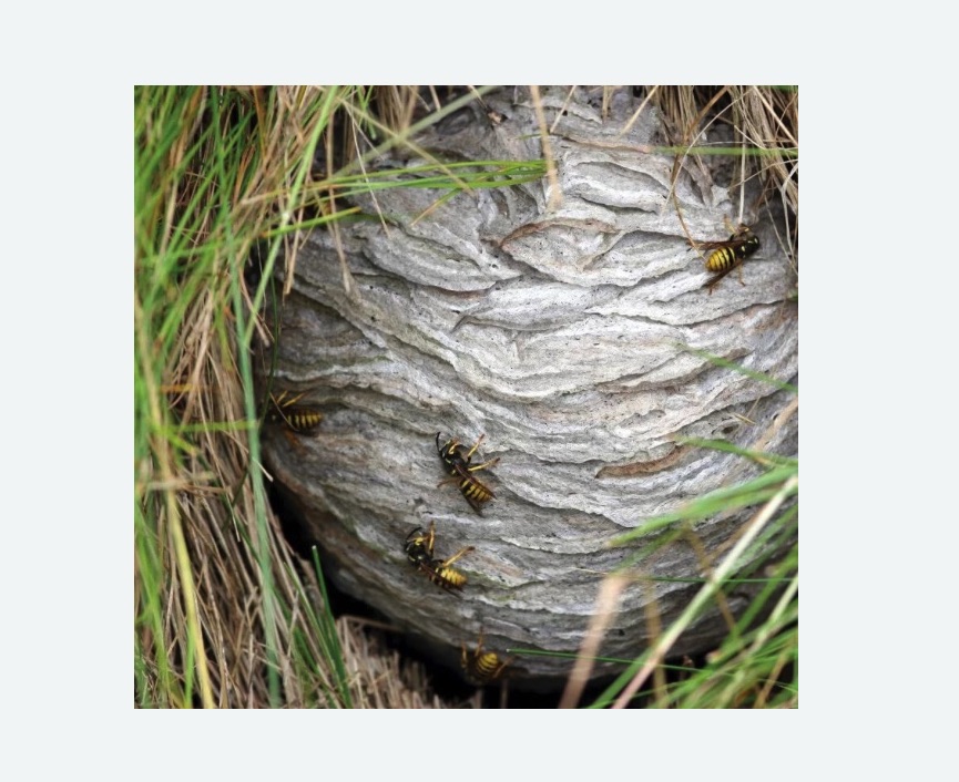 Уничтожение ос и ульев в Ковдоре